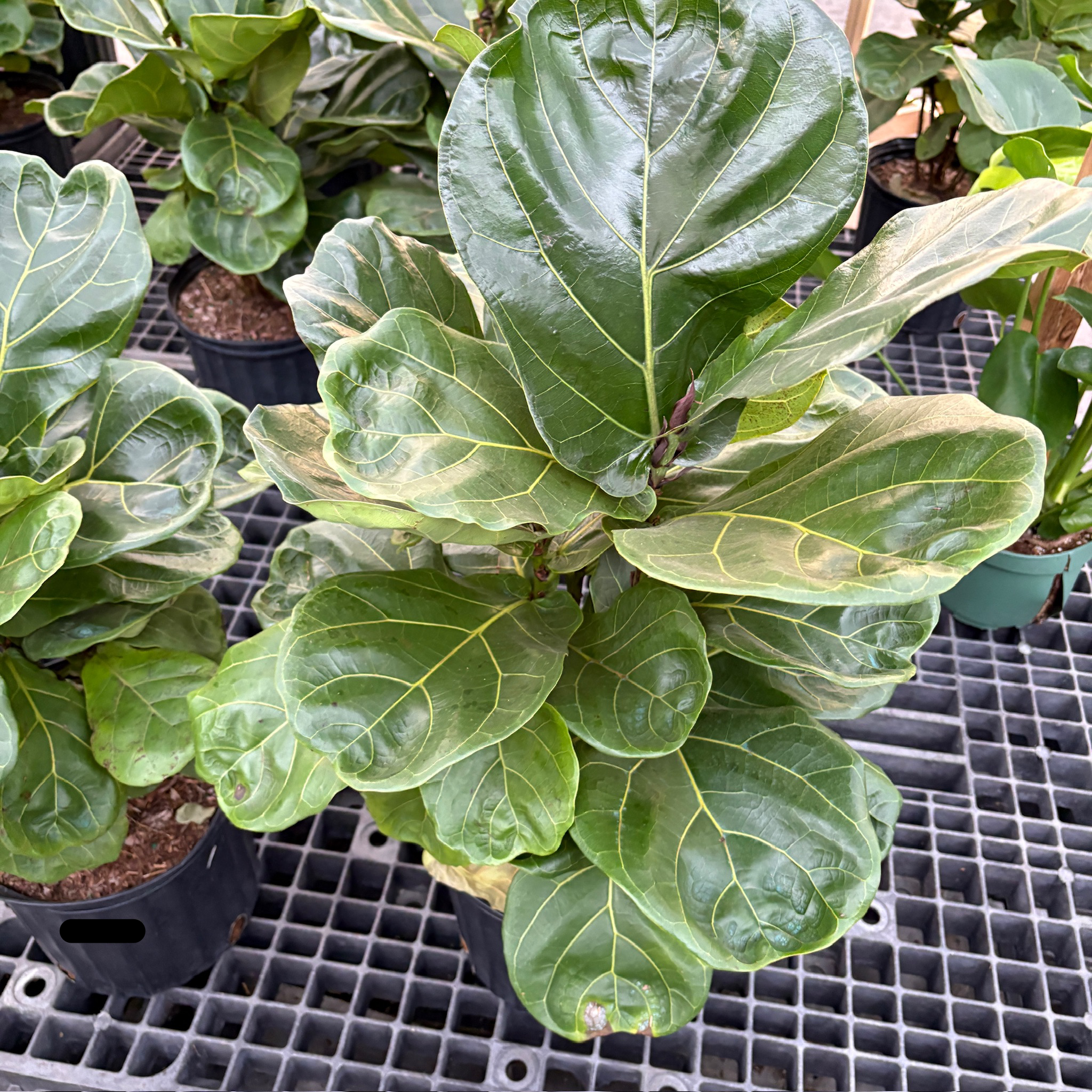Fiddle-Leaf Fig