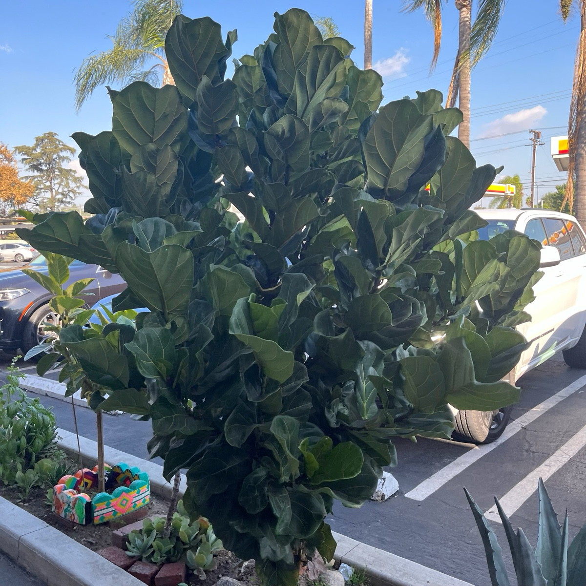 real fiddle leaf fig tree lowes Fiddle Leaf Fig