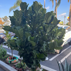 Fiddle-Leaf Fig