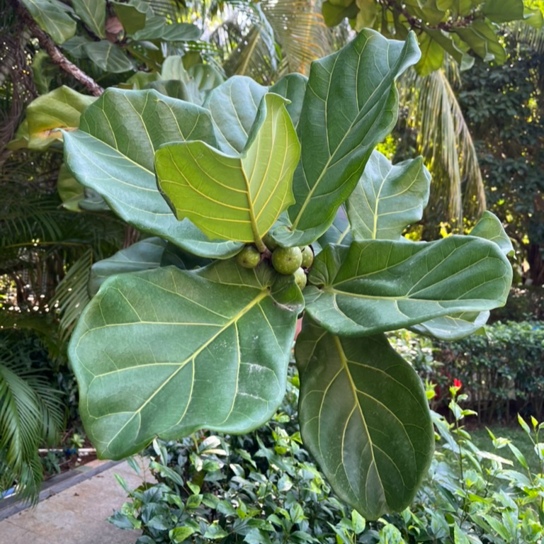 Fiddle-Leaf Fig