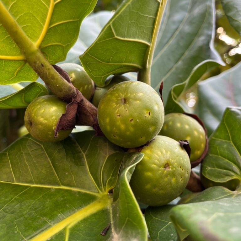 fig tree fiddle leaf fig fruit Fiddle Leaf Fig