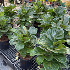 Fiddle-Leaf Fig