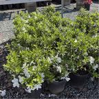 Fielder's White Azalea