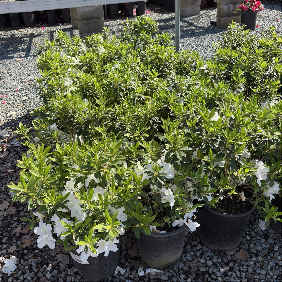 Fielder's White Azalea