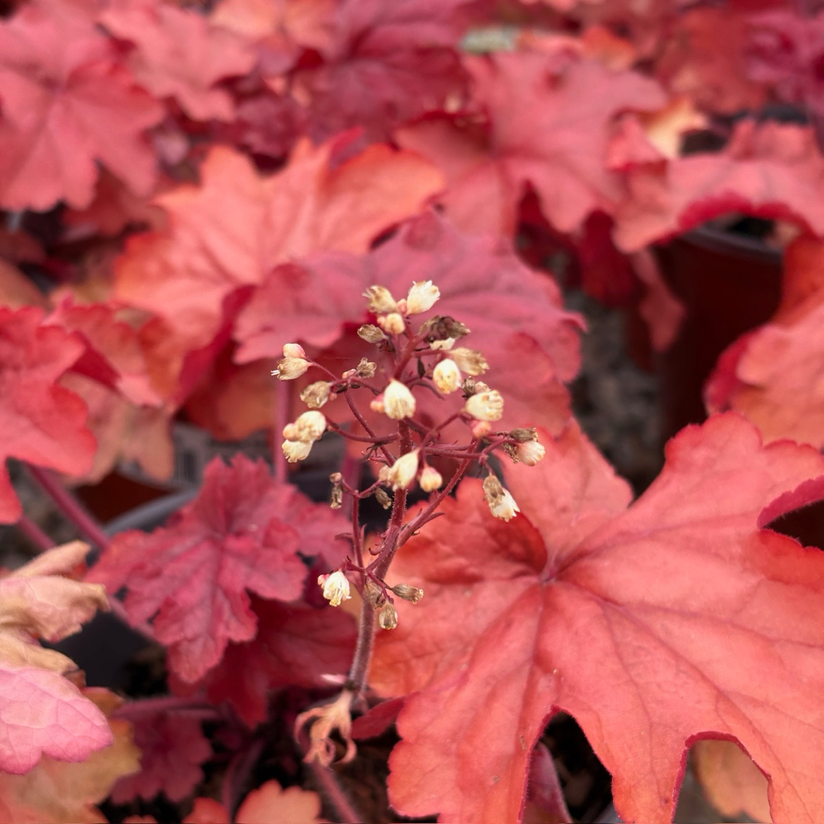 Fire Alarm Coral Bells