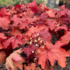 Fire Alarm Coral Bells
