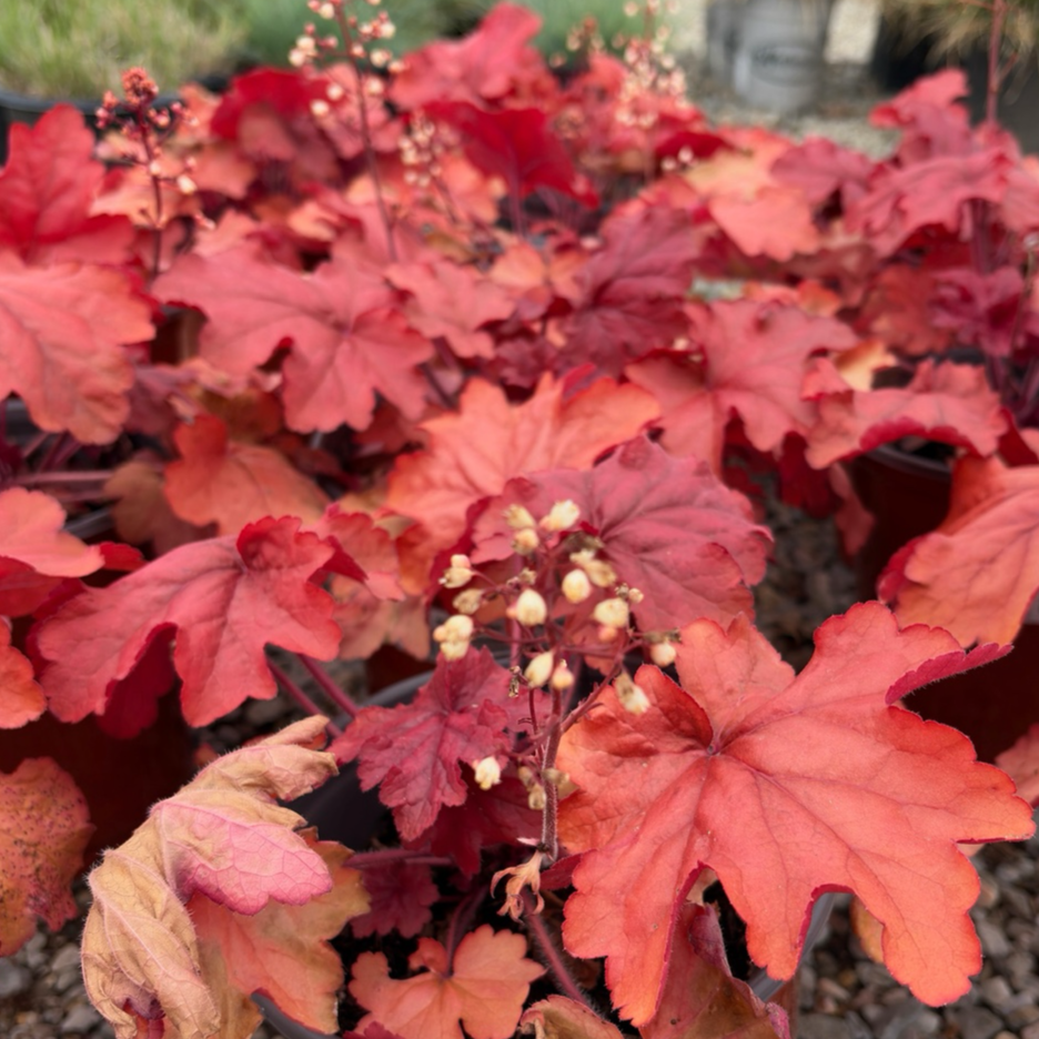 Fire Alarm Coral Bells