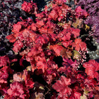 Fire Alarm Coral Bells