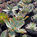 Fire and Ice Echeveria