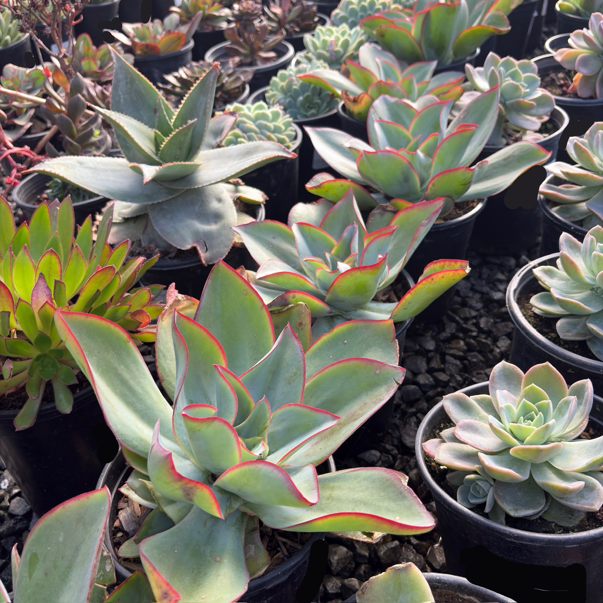 Fire and Ice Echeveria
