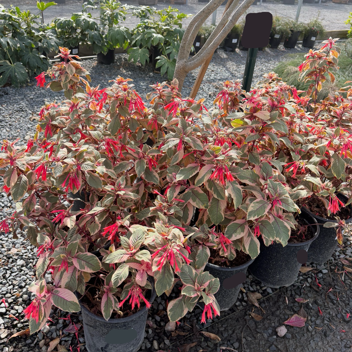 Firecracker Fuchsia
