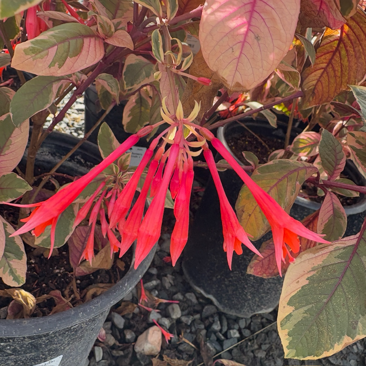 red spider fuchsia plant Firecracker Fuchsia