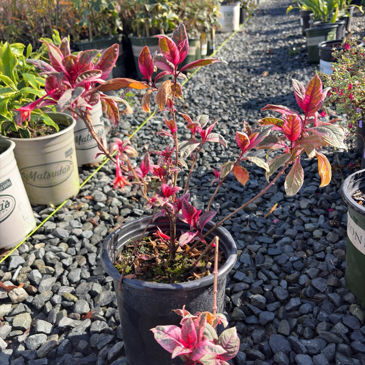 Firecracker Fuchsia | Vibrant Orange & Red Flowering Perennial