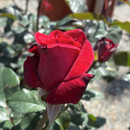 Firefighter Hybrid Tea Rose