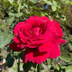 Firefighter Hybrid Tea Rose