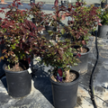 Firefighter Hybrid Tea Rose