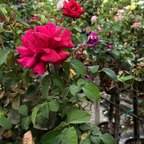 Firefighter Hybrid Tea Rose