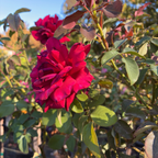 Firefighter Hybrid Tea Rose