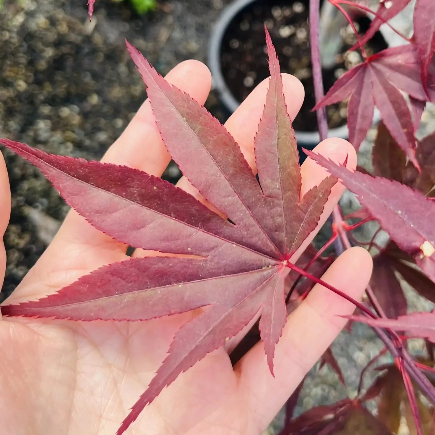 Hand holding a red Fireglow Japanese Maple leaf with blurred background