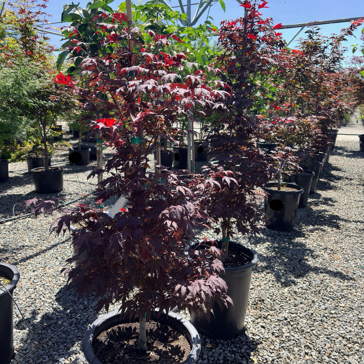Fireglow Japanese Maple