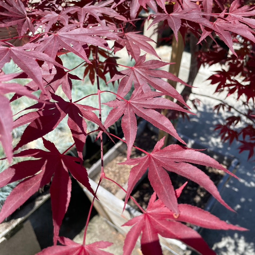Close-up of red Fireglow Japanese Maple leaves with a blurred background