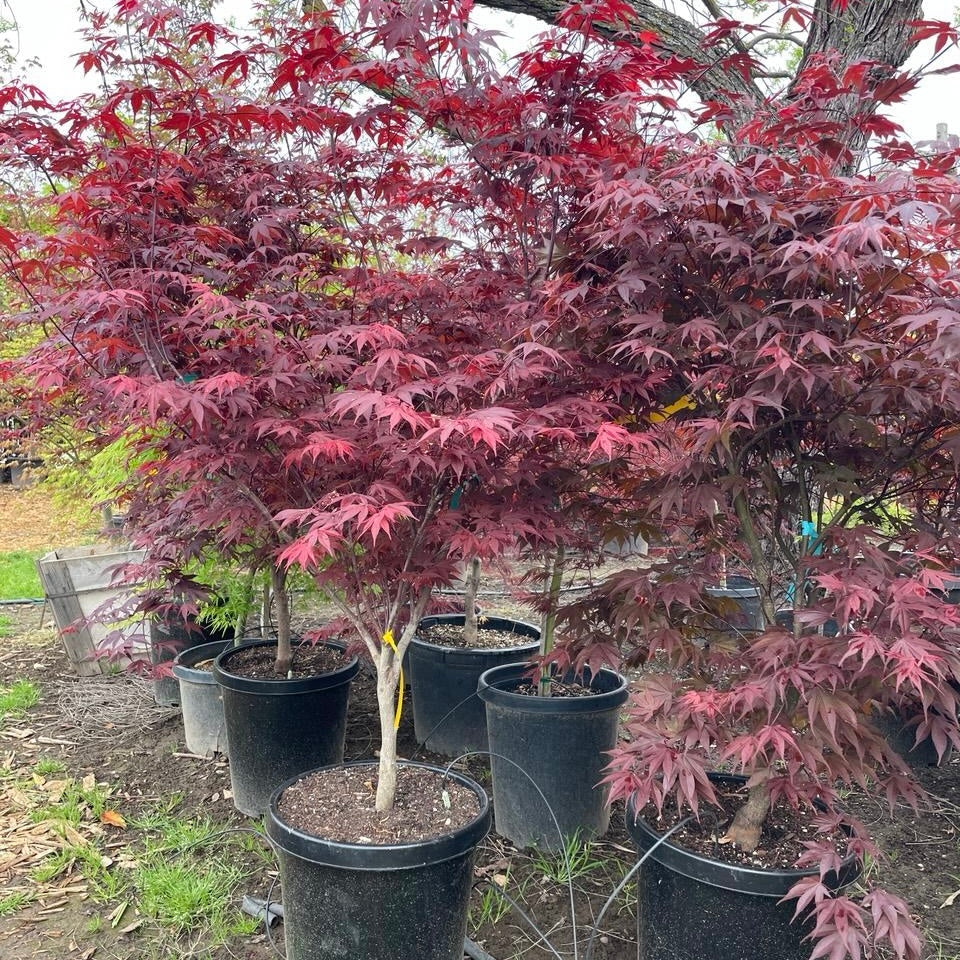Potted Fireglow Japanese Maple trees with red and pink foliage in a garden setting