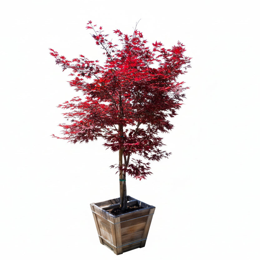 Potted Fireglow Japanese Maple tree with red foliage