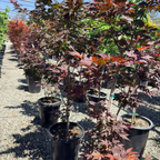 Fireglow Japanese Maple