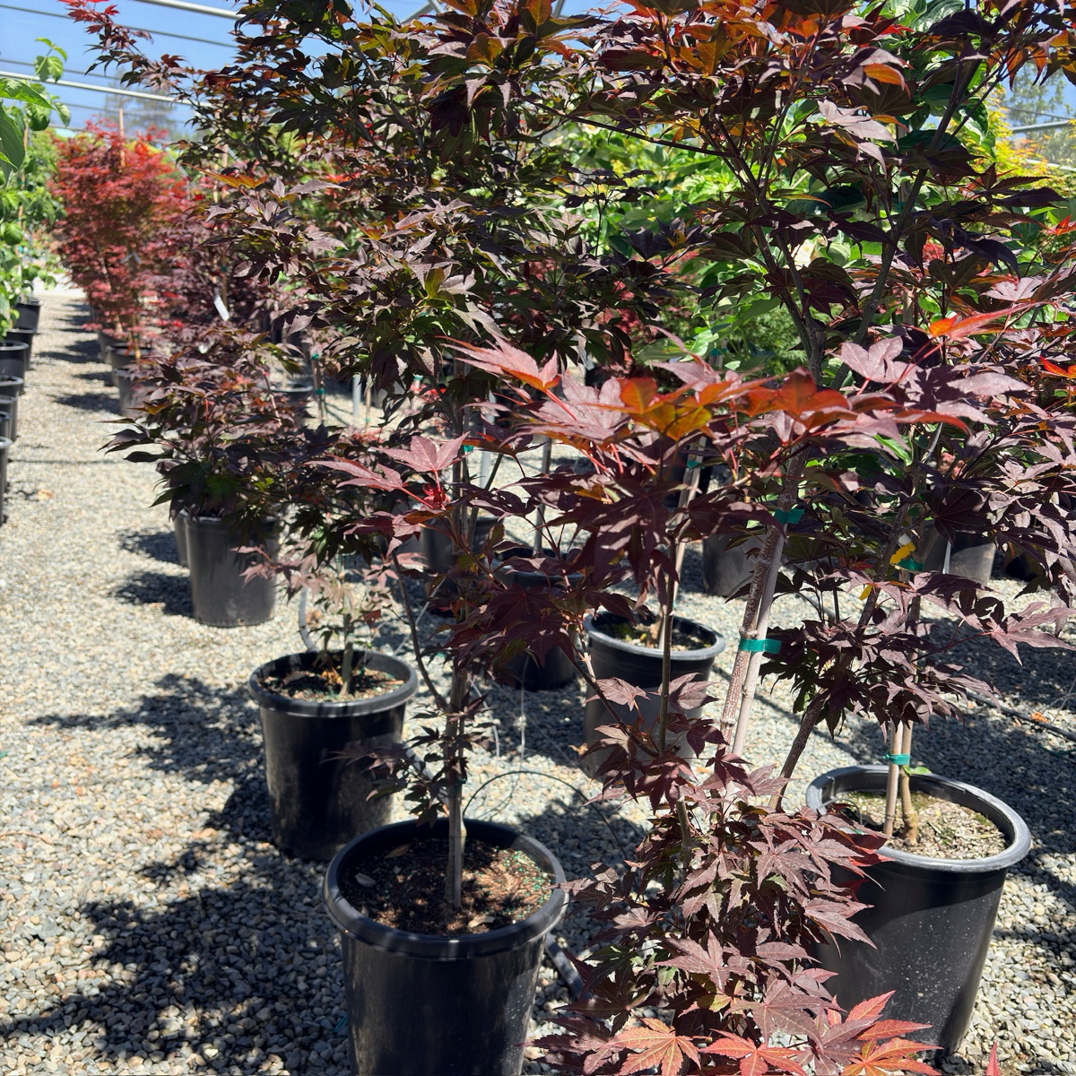 Fireglow Japanese Maple