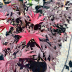 Fireglow Japanese Maple