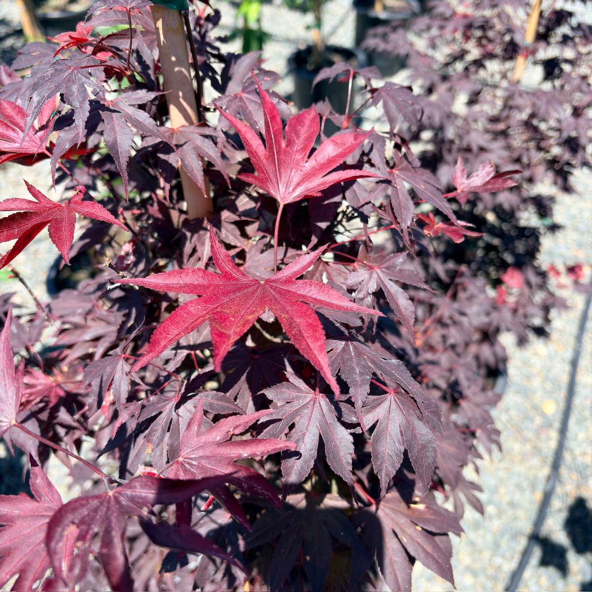 Fireglow Japanese Maple