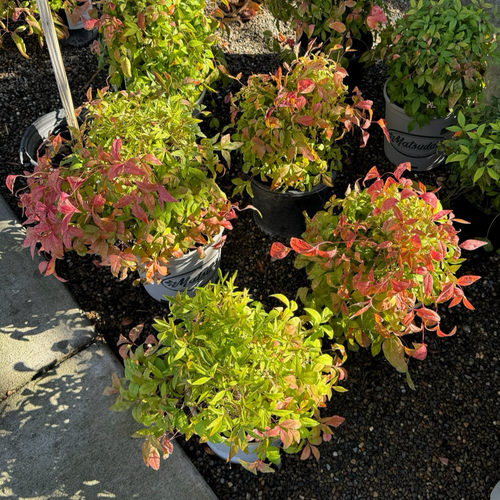 Firepower Heavenly Bamboo | Dwarf Red Evergreen Nandina – Victory