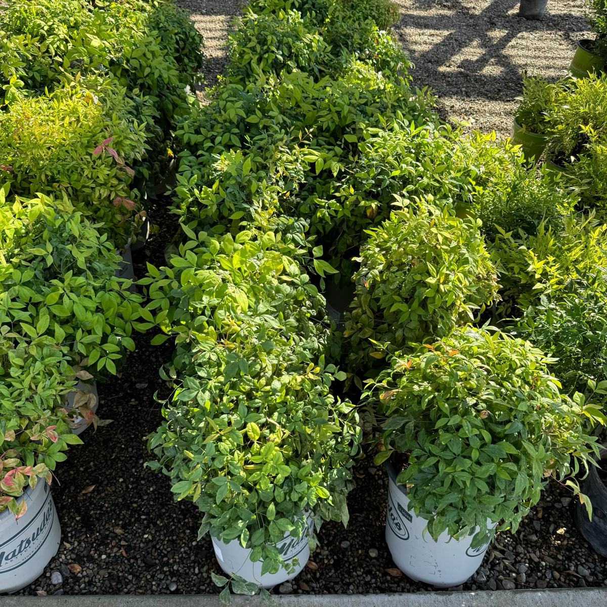 Row of potted Firepower Heavenly Bamboo plants in a garden setting
