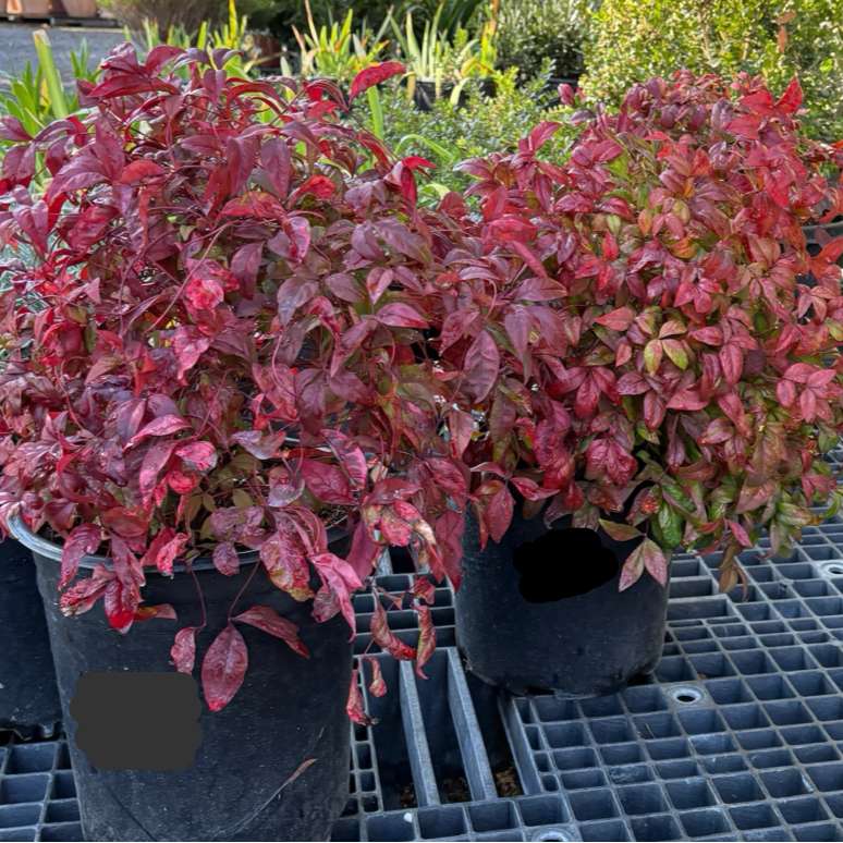 Potted Firepower Heavenly Bamboo plants with red and green leaves on a grid surface