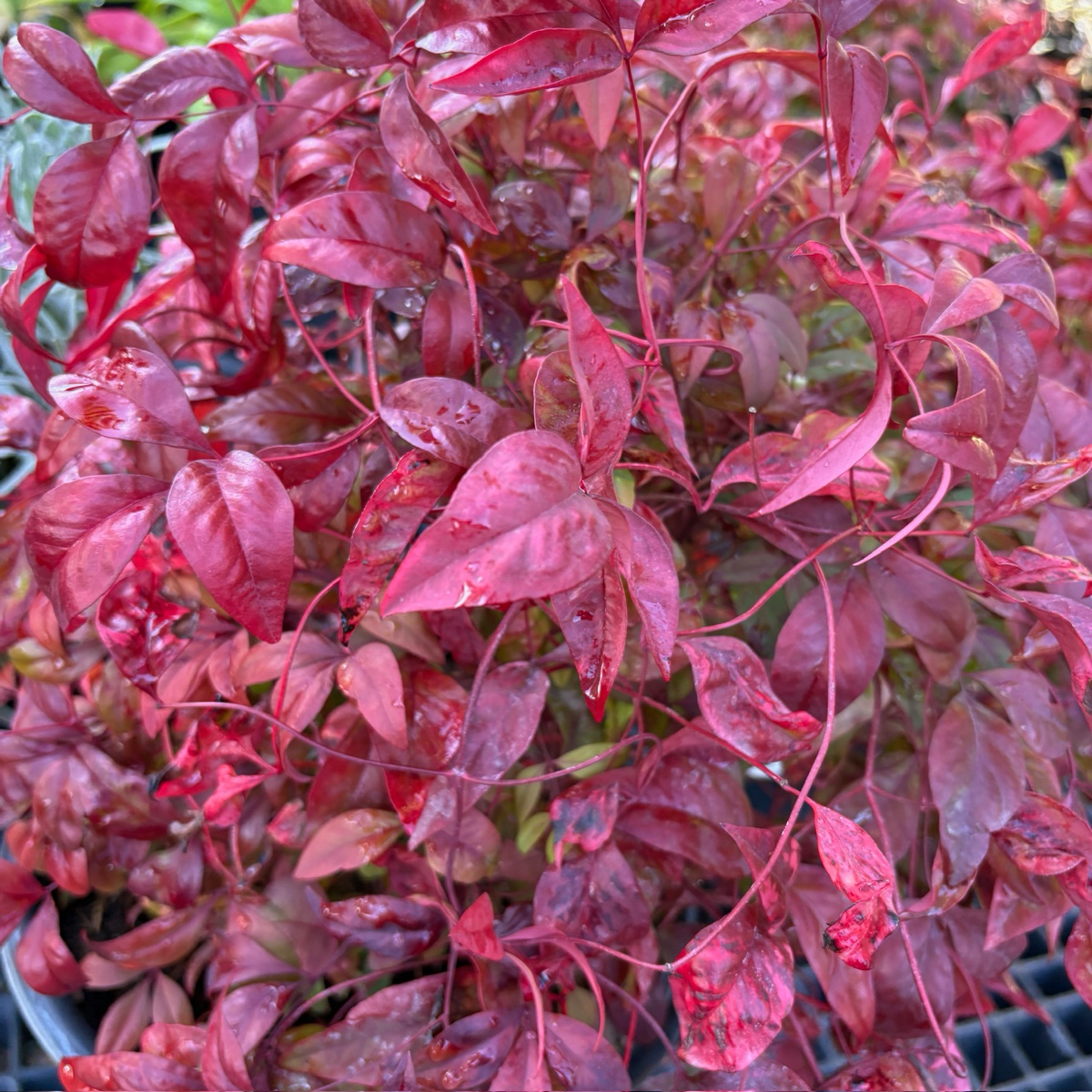 Close-up of a Firepower Heavenly Bamboo plant with vibrant red leaves