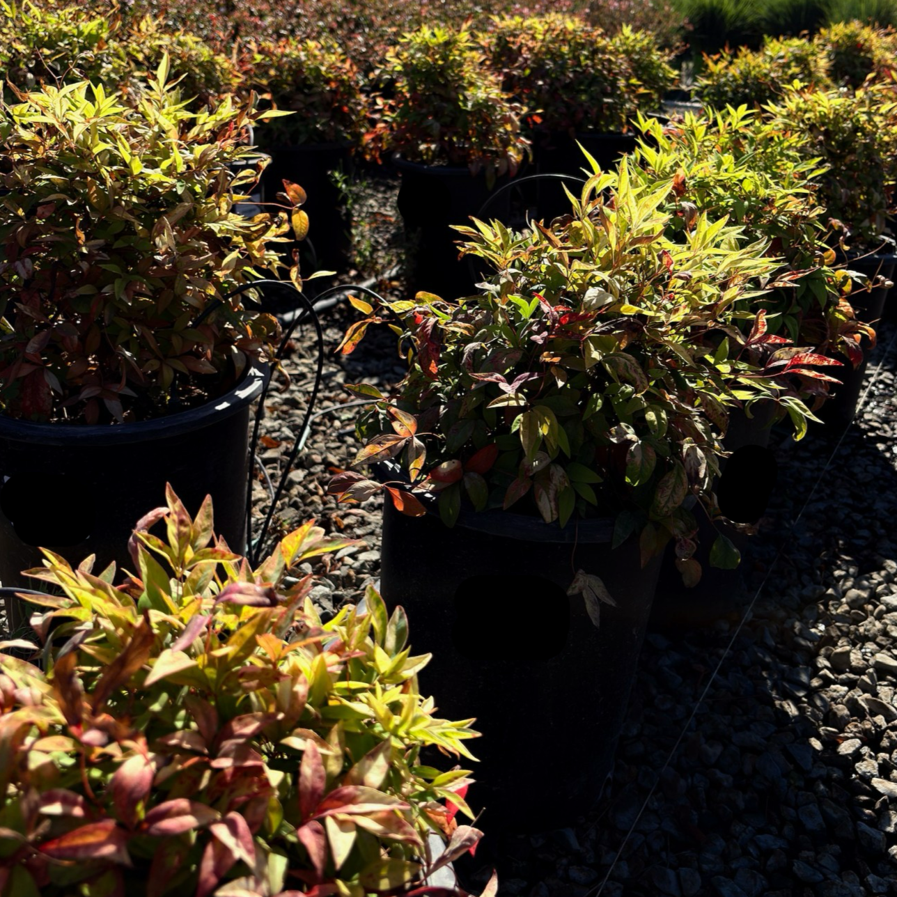 Row of potted Firepower Heavenly Bamboo plants in victory nursery