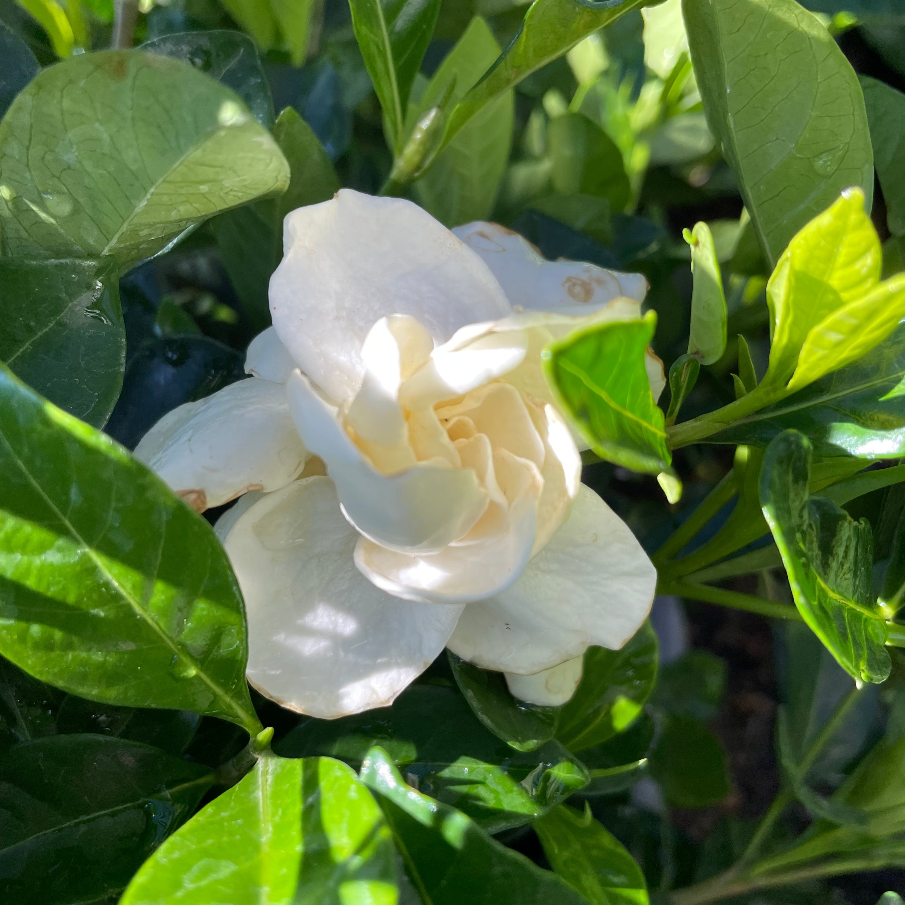 First Love Gardenia with green leaves in a natural setting