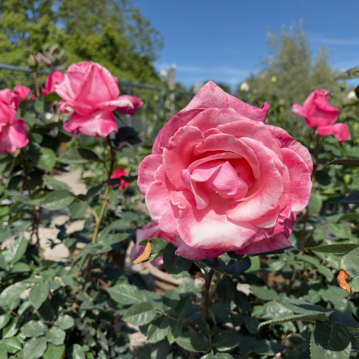 First Prize Rose (Rosa 'First Prize') | Pink & Cream Hybrid Tea