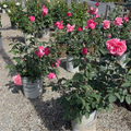 First Prize Rose