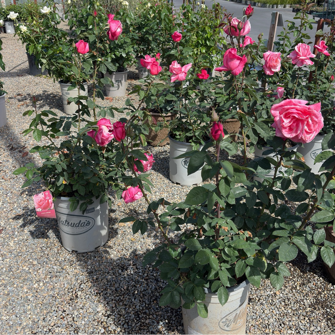 First Prize Rose (Rosa 'First Prize') | Pink & Cream Hybrid Tea