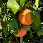 Flame Red Grapefruit