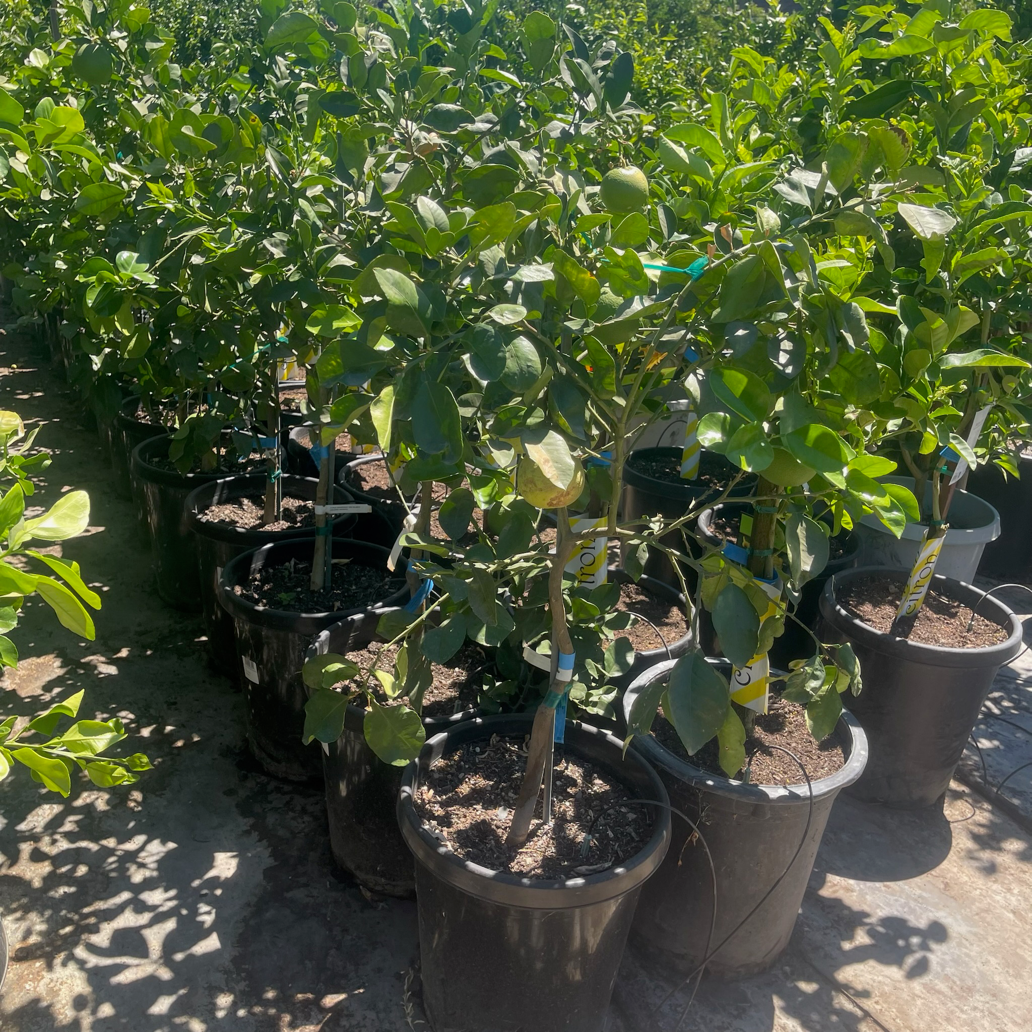 Flame Red Grapefruit