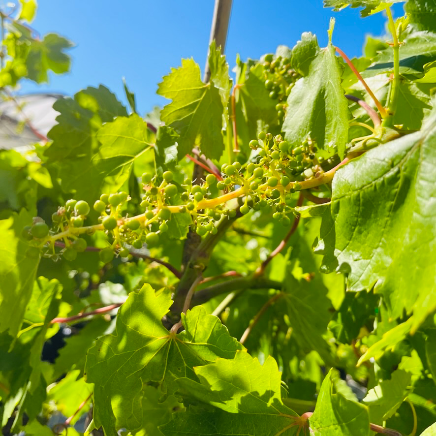 Flame Seedless European Grape