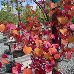 Flame Thrower Redbud