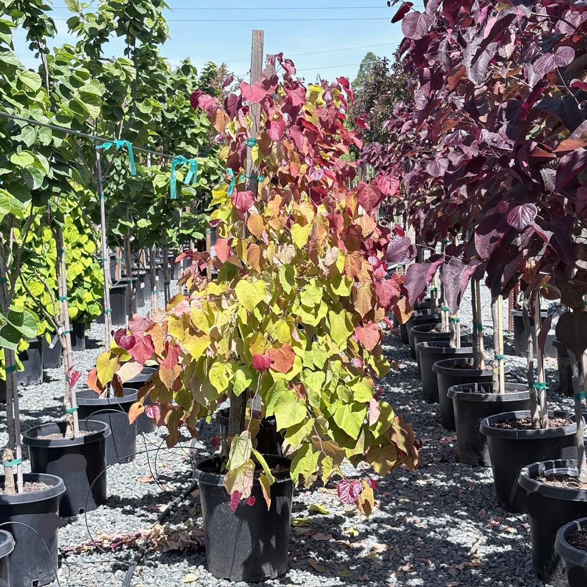 Flame Thrower Redbud