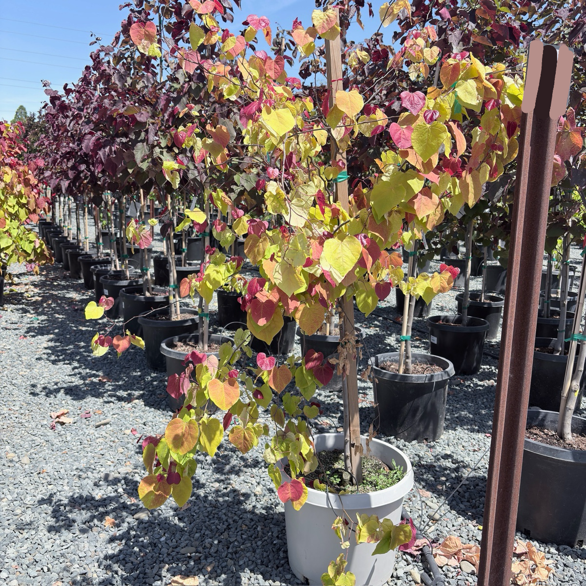 Flame Thrower Redbud