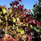 Flame Thrower Redbud