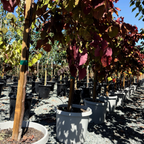 Flame Thrower Redbud