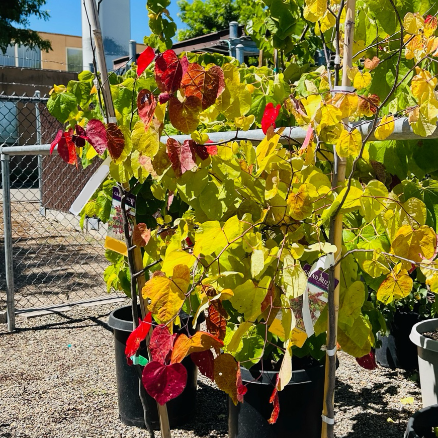 Flame Thrower Redbud
