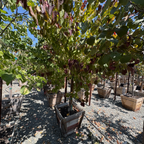 Flame Thrower Redbud